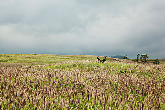 野山羊,群山,遮盖,狼尾草,南,柯哈拉,夏威夷,美国