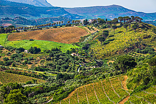 俯视,农田,地点,葡萄园,树,靠近,省,特拉帕尼,西西里,意大利