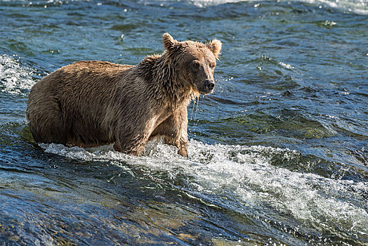 棕熊,水中,猎捕,布鲁克斯河,卡特麦国家公园,阿拉斯加,美国,北美