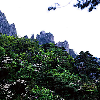 安徽黄山杜鹃花