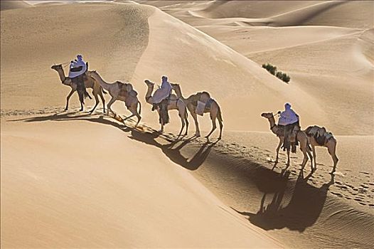 柏柏爾人,人,旅行,駱駝,利比亞