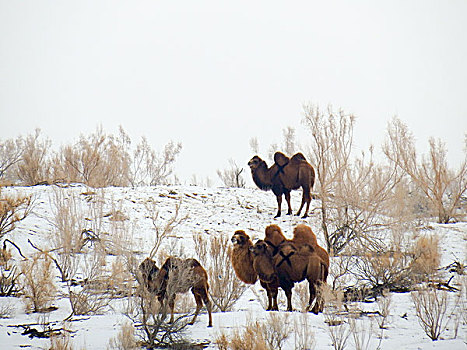 沙漠雪地骆驼