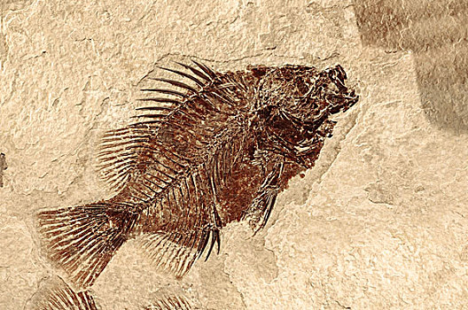 鱼,化石