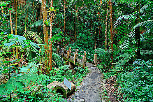 热带雨林,圣胡安