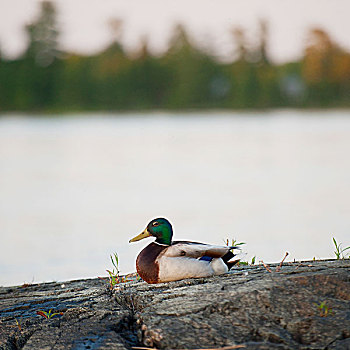 鸭子,坐,石头,边缘,湖,木,安大略省,加拿大