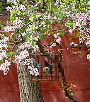 北京,鸟,树