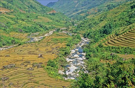 越南,西北,地区,风景,靠近