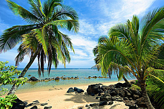 棕榈树,海滩,考艾岛,夏威夷,美国