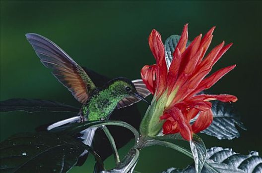 蜂鸟,穿刺,爵床科,花,花蜜,蒙特维多云雾森林自然保护区,哥斯达黎加