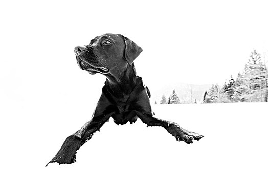 黑色拉布拉多犬,坐,雪地,爪子,伸展,向前