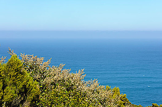 海边植物与海洋蓝天背景
