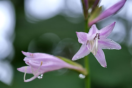 玉簪花与雨滴