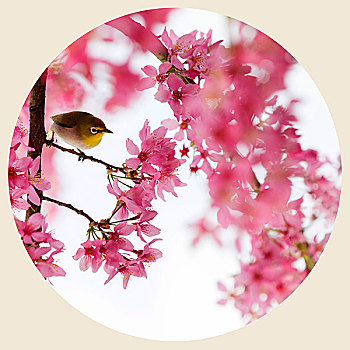 櫻花里的小鳥