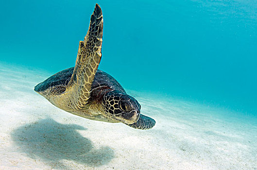 加拉帕戈斯,绿海龟,龟类,水下,加拉帕戈斯群岛,厄瓜多尔
