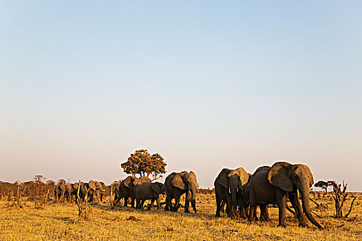 非洲象,牧群,萨维提,湿地,乔贝国家公园,博茨瓦纳,非洲