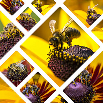 抽象拼贴画,西部,蜜蜂,图像,旅行,背景,照片