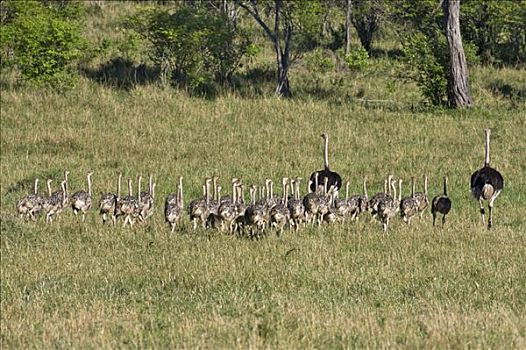 肯尼亚,纳罗克地区,马赛马拉,幼兽,鸵鸟,马赛马拉国家保护区