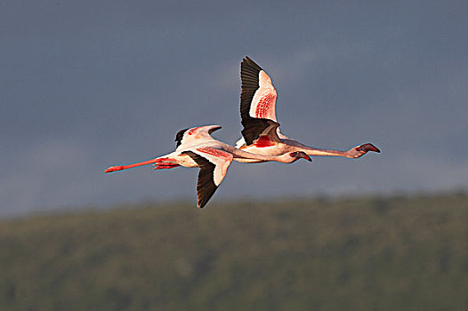 小红鹳,一对,飞行,纳库鲁湖,肯尼亚