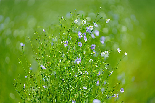 亚麻,花圃