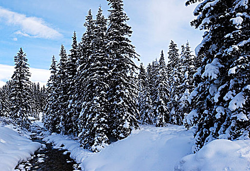 树林,雪中,路易斯湖,班芙,艾伯塔省,加拿大