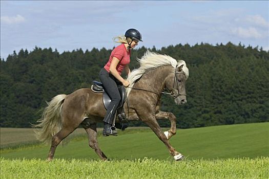 年轻,女士,骑乘,驰骋,冰岛马,种马