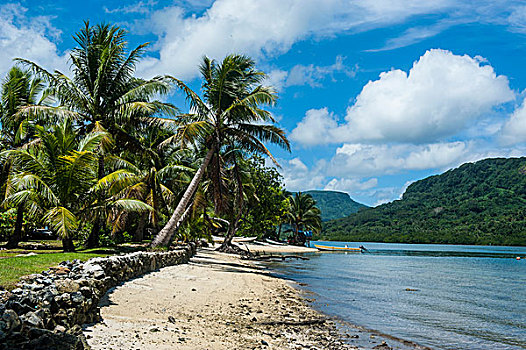 白沙滩,棕榈树,密克罗尼西亚,大洋洲
