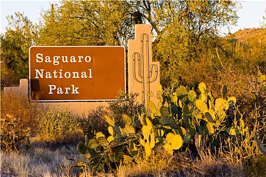 入口,萨瓜罗国家公园,亚利桑那,美国