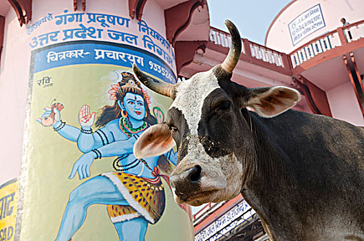 神圣,母牛,正面,巨大,湿婆神,描绘,高止山脉,瓦腊纳西,北方邦,印度,亚洲