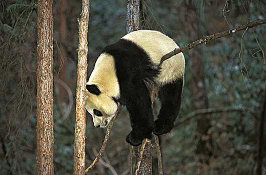 大熊猫,枝头,卧龙自然保护区,中国