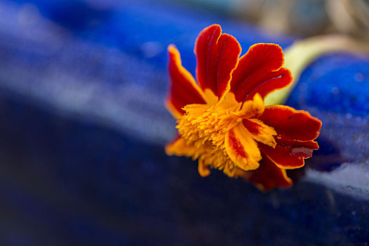 特写,万寿菊,鲜明,蓝色,花盆