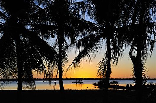 日落,棕榈树,法属玻利尼西亚