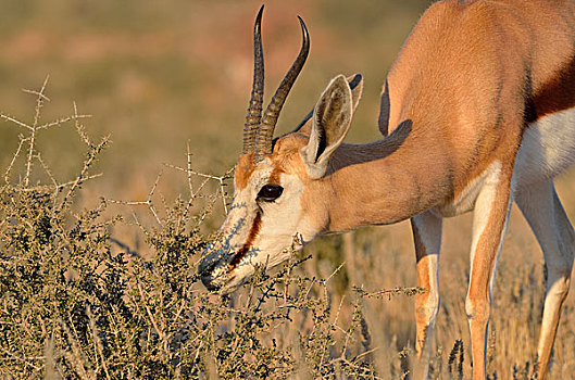 跳羚,放牧,早晨,亮光,卡拉哈迪大羚羊国家公园,北开普,南非,非洲