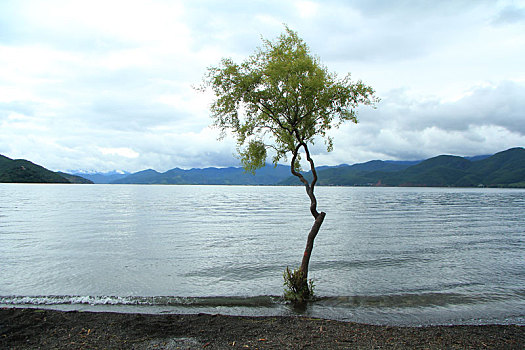 泸沽湖湖边的一棵小树