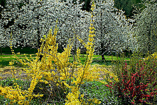 德国,盛开,黄色,连翘属植物,灌木,苹果树,春天