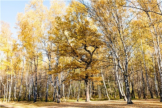 边缘,桦树,橡树,树林,秋天