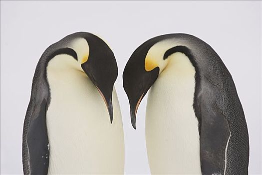 帝企鹅,浮冰,威德尔海,南极