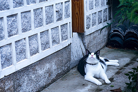 韩国首尔北村民俗村里的猫