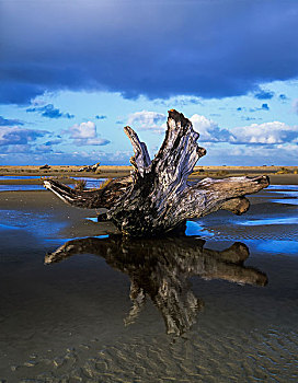 浮木,靠近,海滩,佛罗伦萨,俄勒冈,美国