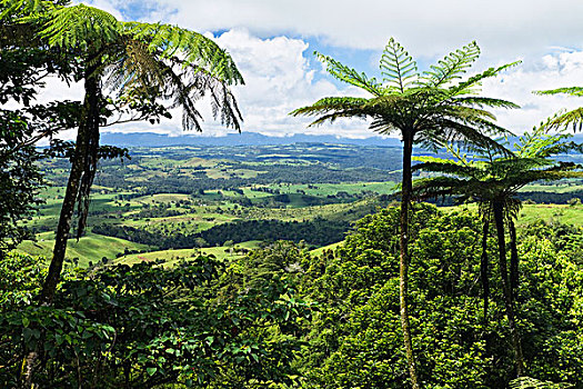 雨林,风景,桫椤,阿瑟顿高原,昆士兰,澳大利亚