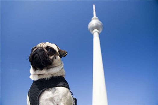 年轻,哈巴狗,姿势,正面,电视塔,柏林,德国,欧洲