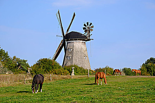 马,草场,正面,荷兰,风车,乌瑟多姆岛,梅克伦堡前波莫瑞州,德国,欧洲