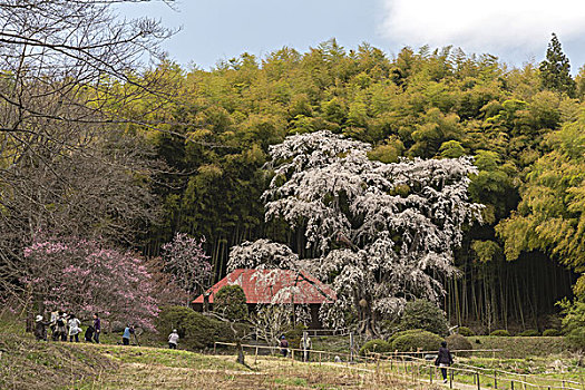 樱桃树,郡山,城市,福岛,日本