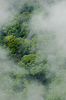 低地,雨林,雾气,沙捞越,婆罗洲,马来西亚