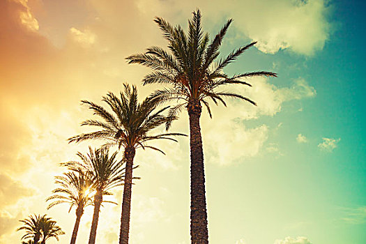 棕榈树,发光,太阳,上方,阴天,旧式,照片,彩色,倾斜,滤镜效果