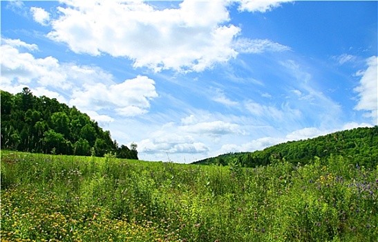 野花,夏天