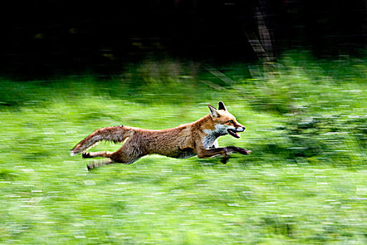 红狐,狐属,成年,跑,诺曼底