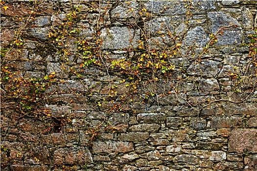 灰色,石头,岩石墙,常春藤,叶子,绿色,植物