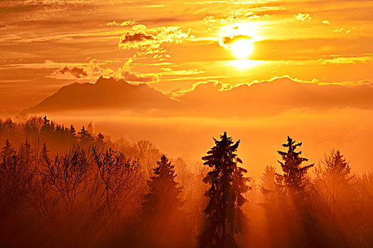 太阳光线,发光,雾状,云杉,树林,皮拉图斯,后面,瑞士,欧洲