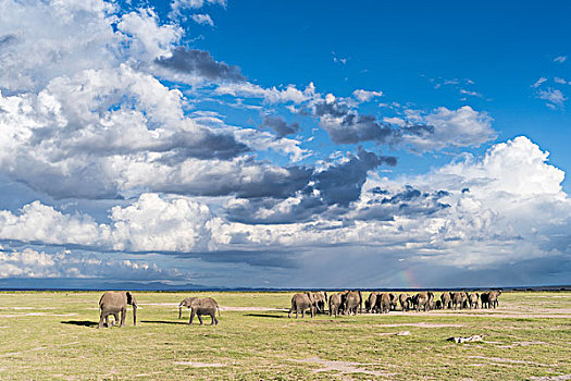 非洲,灌木,大象,非洲象,家庭,牧群,安伯塞利国家公园,肯尼亚,大幅,尺寸