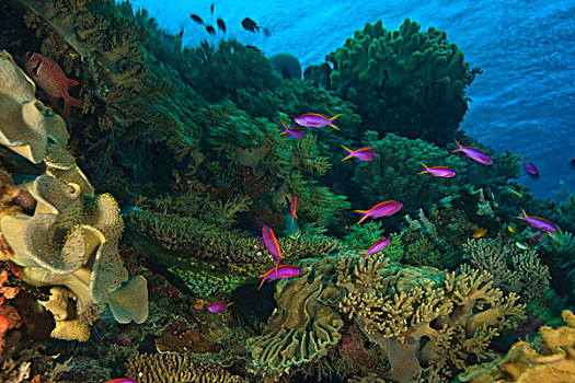 紫色,深潜,群岛,海洋,保存,南,苏拉威西岛,印度尼西亚,亚洲